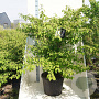 Viburnum plic. 'St Keverne' 125-150 cm cont. 55L meerstammig