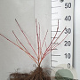 Cornus sang. 'Midwinter Fire' 25-40 cm wortelgoed 0/1/1