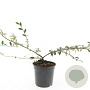 Cotoneaster sal. 'Gnom' GM C1.3