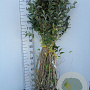 Elaeagnus umbellata 40 cm wortelgoed 1-jarig bewortelde winter