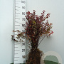 Berberis thunbergii 'Atropurpurea' 30-40 cm wortelgoed 1/1 2 tak