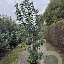 Malus 'Evereste' 150-175 cm 20L