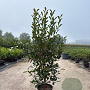 Photinia fraseri 'Red Robin' 125-150 cm 20L