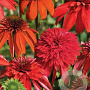 Echinacea 'Eccentric' GM P9 BIO