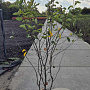 Amelanchier lamarckii 150-175 cm 15L