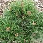 Pinus sylv. 'Nana' 70 cm stam 15L kroon 40-50