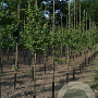 Crataegus media 'Paul's Scarlet' 6-8 HO draadkluit