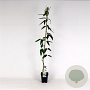 Clematis arm. 'Snowdrift' 150-175 cm 5,0L