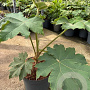 Tetrapanax papyrifer 'Rex' 30-40 cm 7,5L