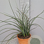 Hesperaloe parviflora GM C6L
