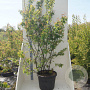 Amelanchier lamarckii 175-200 cm cont. 55L meerstammig