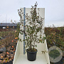 Cornus mas 175-200 cm cont. 55L meerstammig