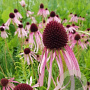Echinacea pallida GM P9