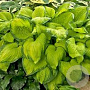 Hosta 'Stained Glass' GM P9