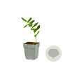 Polygonatum multiflorum GM  P11