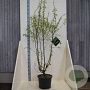 Prunus serrula 150-175 cm 20L meerstammig