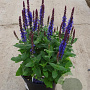Salvia nem. 'Smash Sky Blue' GM  P11