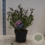 Syringa meyeri 'Palibin' 30-50 cm 10L