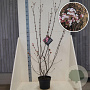 Viburnum bodn. 'Charles Lamont' 100-125 cm 10L
