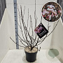 Viburnum bodn. 'Dawn' 125-150 cm 10L
