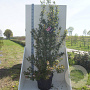 Viburnum bodn. 'Dawn' 200-250 cm cont. 55L meerstammig