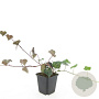 Hedera hel. 'Woerner' GM P9