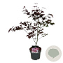 Acer pal. 'Atropurpureum' 50-60 cm 4,5L