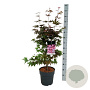 Acer pal. 'Atropurpureum' 60-80 cm P27