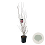Acer pal. 'Skeeter's Broom' 125-150 cm 14L