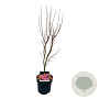 Acer pal. 'Skeeter's Broom' 60-80 cm