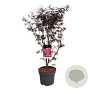 Acer pal. 'Skeeter's Broom' 80-100 cm P27