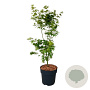 Acer palmatum 'Tsukawa Silloueth' 50-60 cm 4,5L