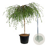 Betula p. 'Youngii' 180 cm stam cont. 130L extra