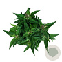 Buddleja d. B. Candy Little Pink 40-50 cm P26