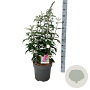 Buddleja d. 'Pink Delight' 80-100 cm 15L