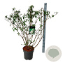 Buddleja d. 'White Profusion' 100-125 cm 15L