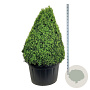 Buxus sempervirens 125-150 cm cont. 285L piramide