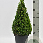 Buxus sempervirens 40-50 cm 4,0L piramide antraciet