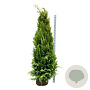 Chamaecyparis l. 'Ivonne' 200-225 cm met kluit extra