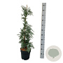 Chamaecyparis l. 'Spek' 50-60 cm 5,0L