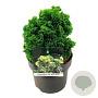 Chamaecyparis o. 'Nana Aurea' 20-25 cm 5,0L