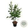 Cornus k. 'China Girl' 150-175 cm 30L extra