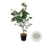 Cornus k. 'China Girl' 175-200 cm 30L extra