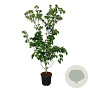 Cornus k. 'Weisse Fontaine' 175-200 cm 30L extra
