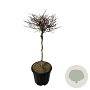 Fagus syl. 'Mercedes' 60 cm stam 15L