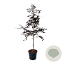 Fagus syl. Midnight Feather 175-200 cm 30L extra
