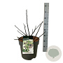 Ficus car. Little Miss Figgy 40-50 cm 15L