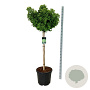 Ginkgo bil. 'Mariken' 120 cm stam cont. 55L extra