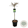 Ginkgo bil. 'Mariken' 80 cm stam 15L