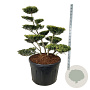 Ilex crenata 'Green Lustre' 100-125 cm cont. 230L bonsai